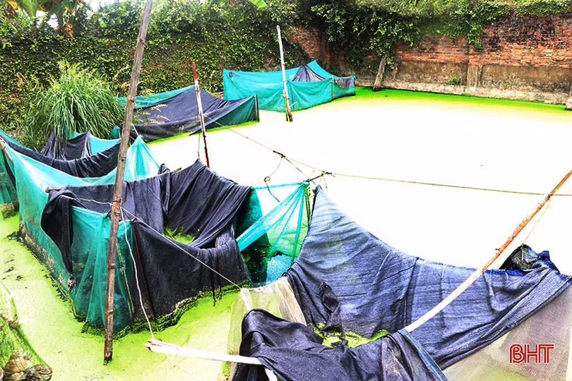 Triển vọng mới từ khởi nghiệp nuôi ếch Thái Lan ở Thạch Hà