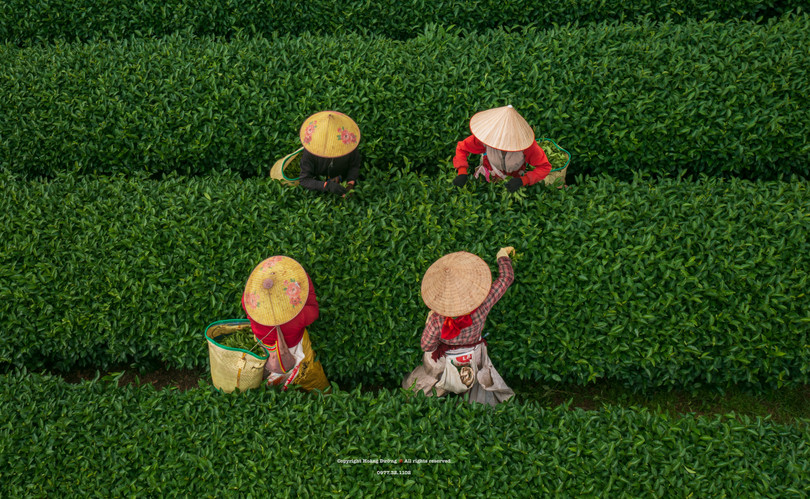 Rộn ràng mùa hái chè
