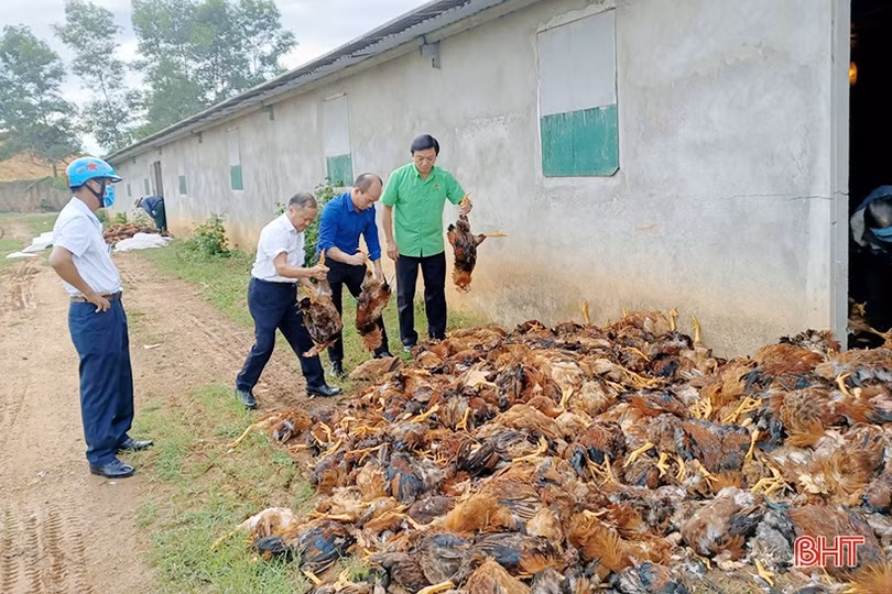 Hệ thống quạt gió gặp sự cố, một trang trại ở Hương Khê thiệt hại gần 8.000 con gà