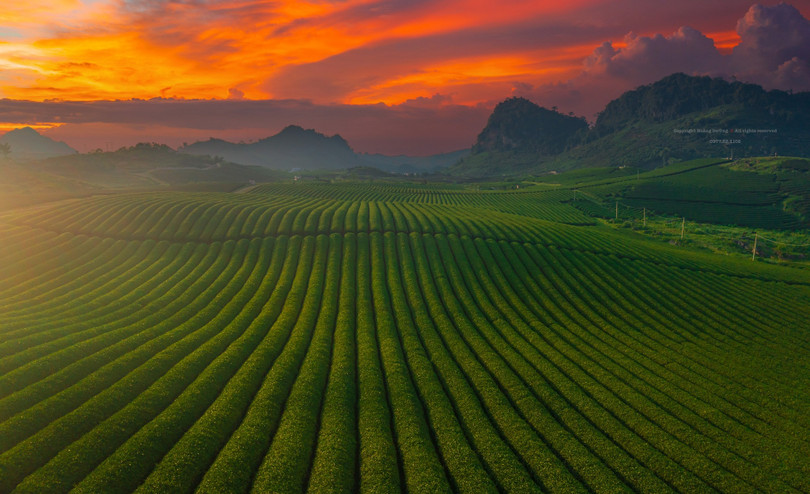Rộn ràng mùa hái chè