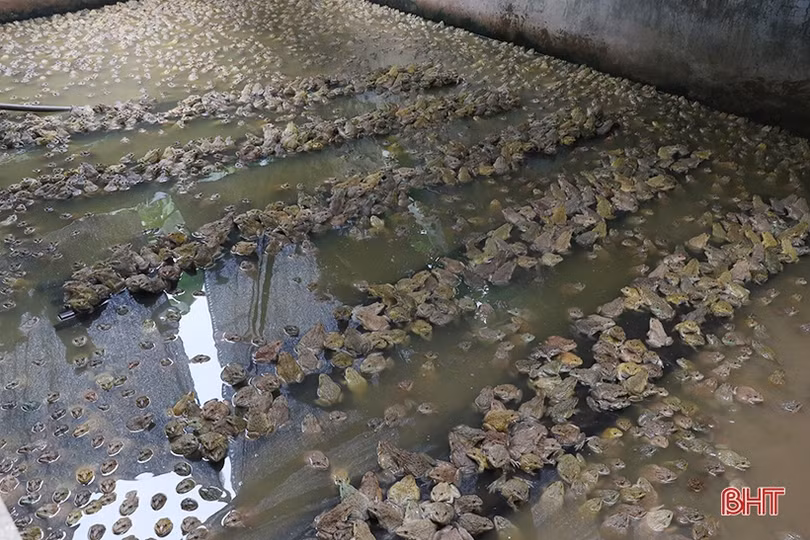 Triển vọng mới từ khởi nghiệp nuôi ếch Thái Lan ở Thạch Hà