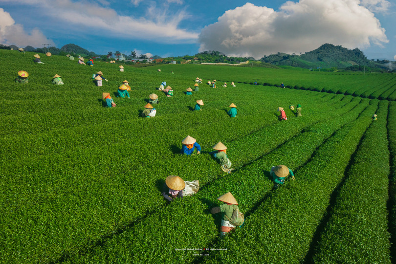Rộn ràng mùa hái chè