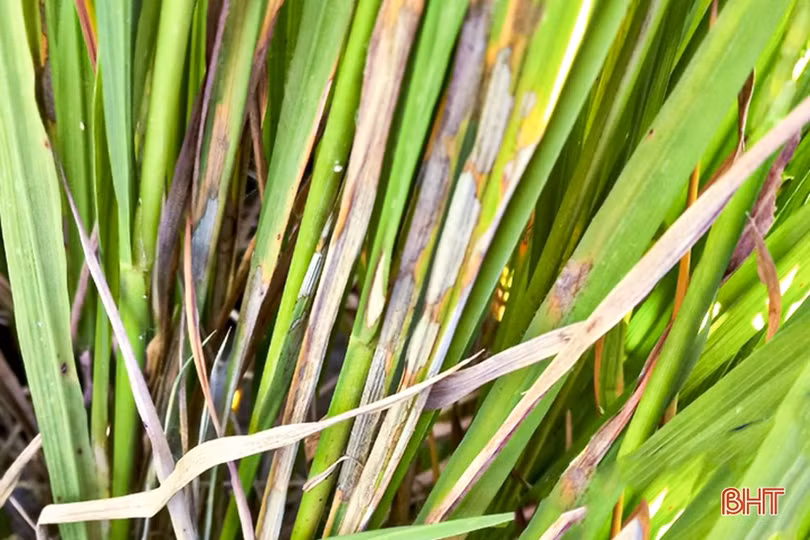 Sâu bệnh tiếp tục gây hại lúa hè thu ở Đức Thọ