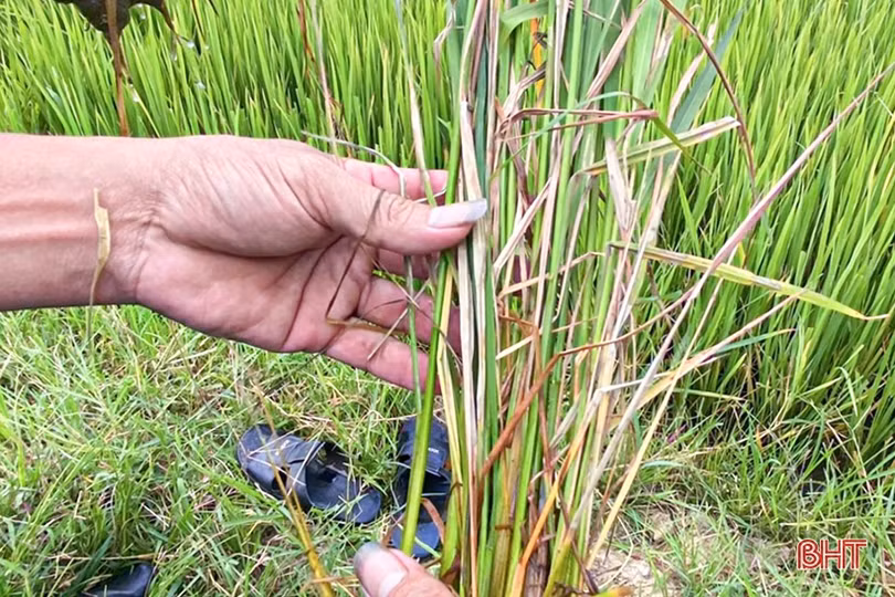 Nông dân Hà Tĩnh “đau đầu” xử lý bệnh khô vằn hại lúa