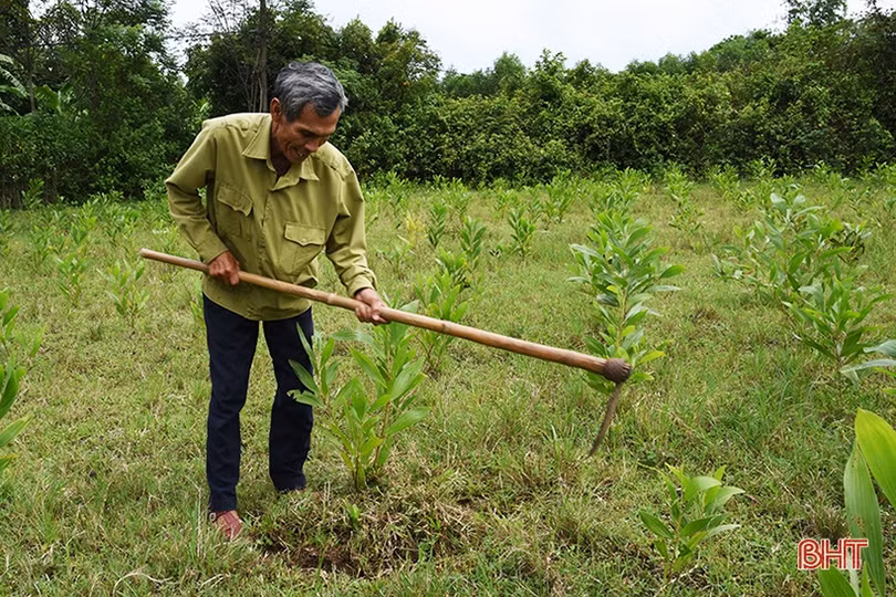 Tín dụng ưu đãi thúc đẩy giảm nghèo ở vùng thượng Kỳ Anh