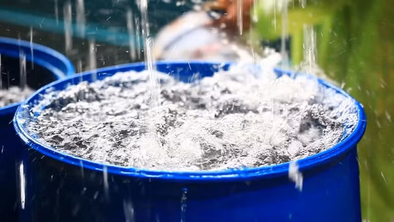 Nước mưa có an toàn để ăn uống?