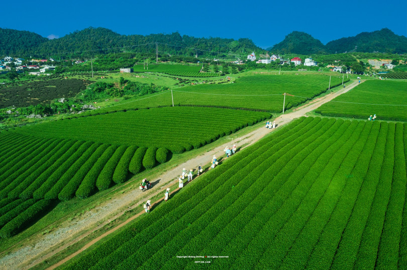 Rộn ràng mùa hái chè