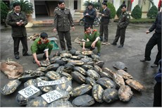 Một vụ vận chuyển động vật hoang dã bị Công an Vũ Quang bắt cách đây ít tuần