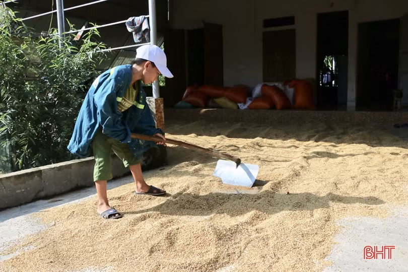 Nông dân Hà Tĩnh bì bõm gặt lúa ngập sâu trong nước lũ