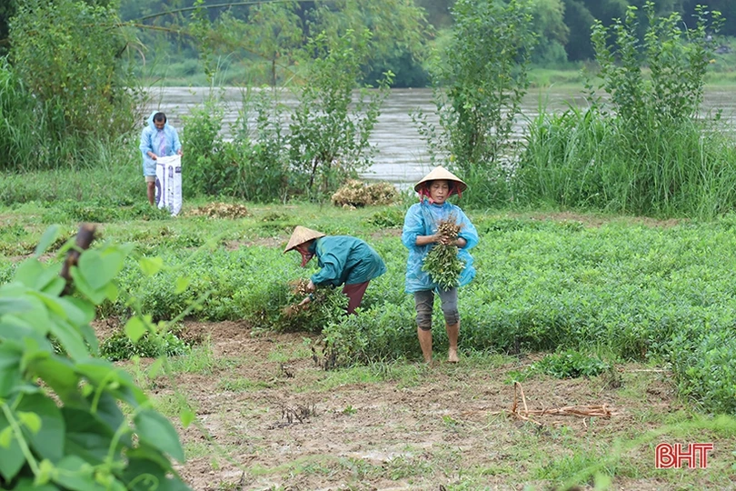 Mưa kết hợp thủy điện xả lũ, nước sông Ngàn Phố vùng hạ Hương Sơn dâng nhanh