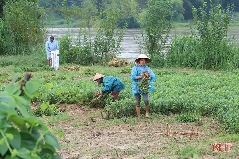 Mưa kết hợp thủy điện xả lũ, nước sông Ngàn Phố vùng hạ Hương Sơn dâng nhanh