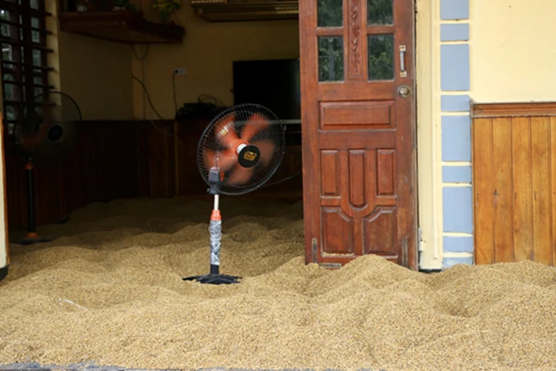 Nông dân Cẩm Xuyên “đắng lòng” nhìn lúa nảy mầm, vườn mẫu tan hoang