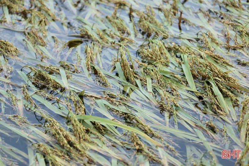 Nông dân Hà Tĩnh bì bõm gặt lúa ngập sâu trong nước lũ