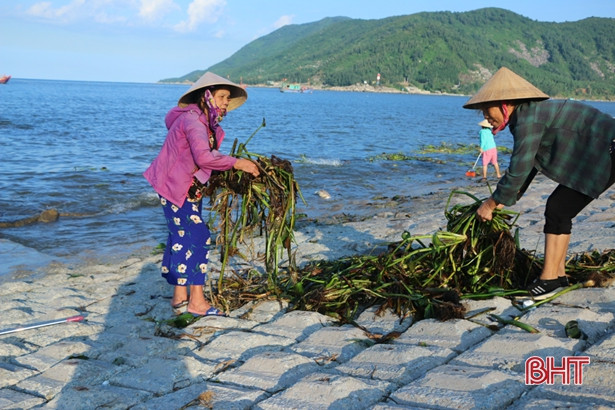 Người dân xã Cẩm Nhượng vớt bèo tây, rác thải dọc tuyến kè biển sau mưa bão