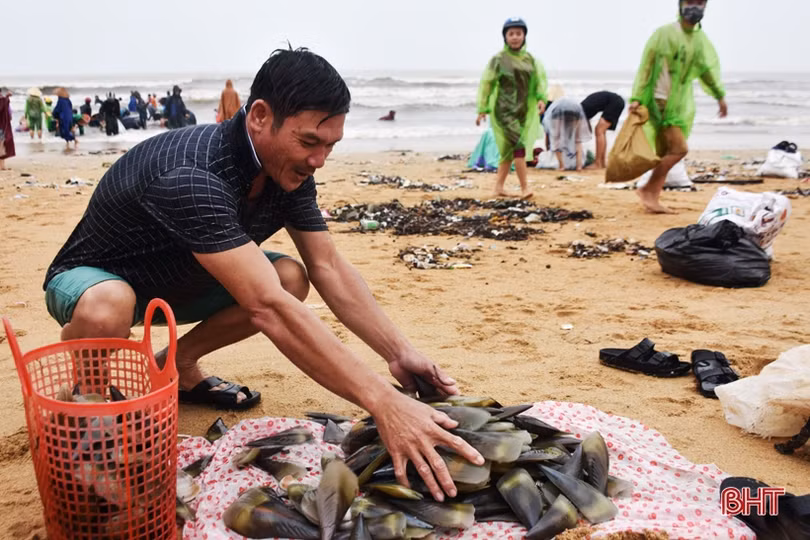 Gần 1 tấn sò vẹm dạt bờ, người dân Cẩm Nhượng thi nhau ra vớt