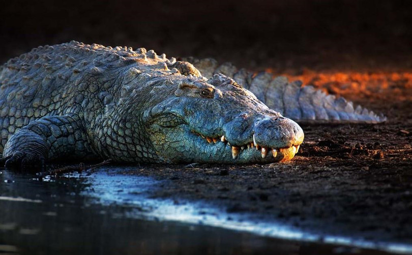 Ngôi làng sống cùng hàng trăm con cá sấu