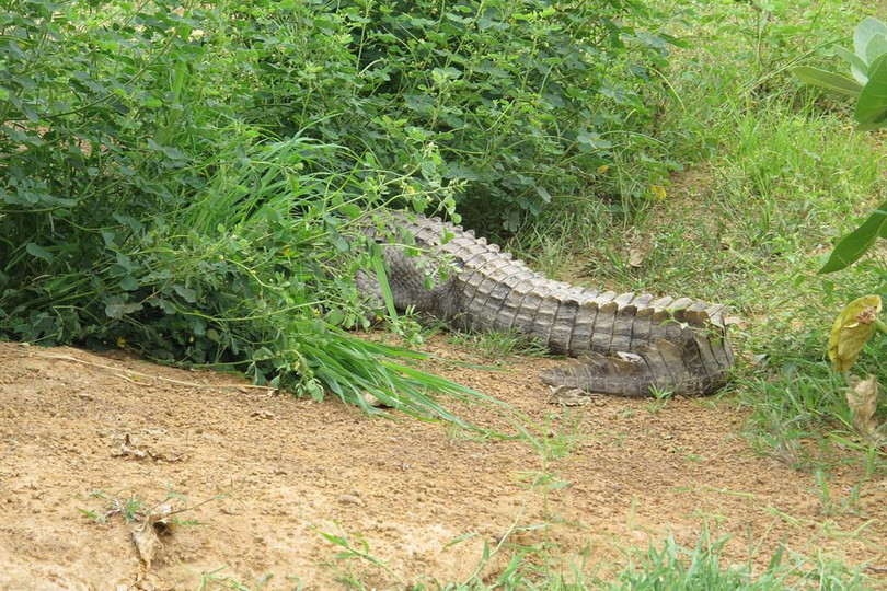Ngôi làng sống cùng hàng trăm con cá sấu