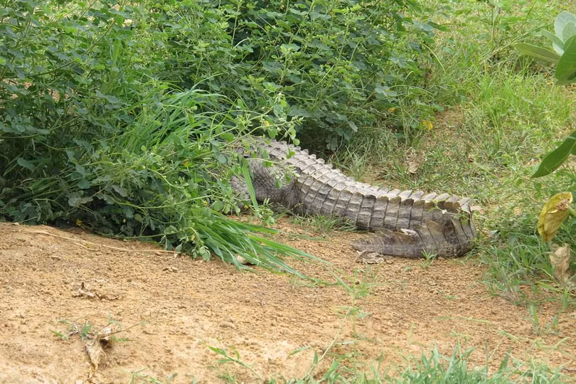 Ngôi làng sống cùng hàng trăm con cá sấu