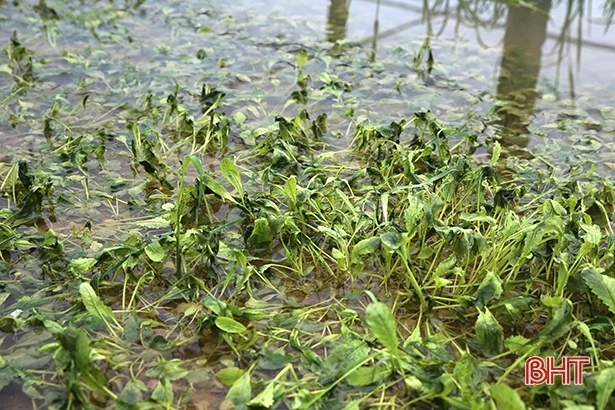 Nông dân Cẩm Xuyên “đắng lòng” nhìn lúa nảy mầm, vườn mẫu tan hoang