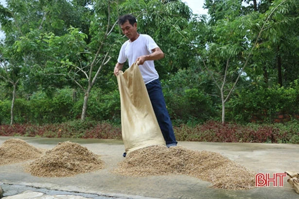 Nông dân Cẩm Xuyên “đắng lòng” nhìn lúa nảy mầm, vườn mẫu tan hoang