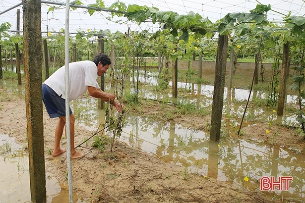 Nông dân Cẩm Xuyên “đắng lòng” nhìn lúa nảy mầm, vườn mẫu tan hoang