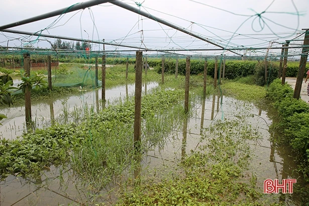 Nông dân Cẩm Xuyên “đắng lòng” nhìn lúa nảy mầm, vườn mẫu tan hoang
