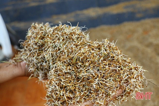 Nông dân Cẩm Xuyên “đắng lòng” nhìn lúa nảy mầm, vườn mẫu tan hoang