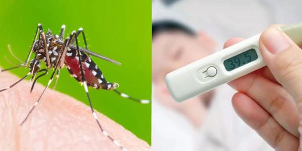 Những điều có thể bạn chưa biết về sốt xuất huyết Dengue 1 Những điều có thể bạn chưa biết về sốt xuất huyết Dengue