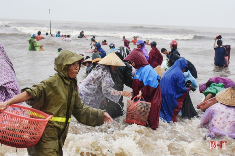 Gần 1 tấn sò vẹm dạt bờ, người dân Cẩm Nhượng thi nhau ra vớt