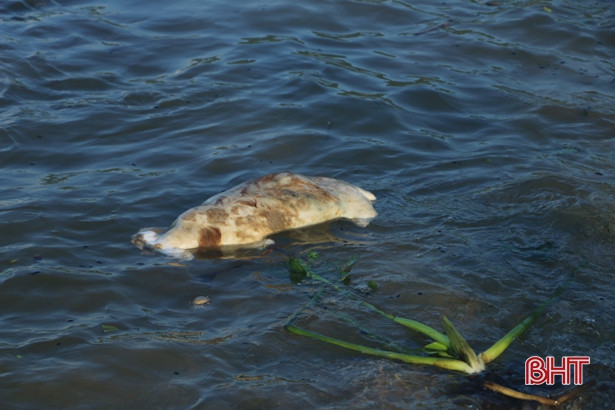 Người dân xã Cẩm Nhượng vớt bèo tây, rác thải dọc tuyến kè biển sau mưa bão