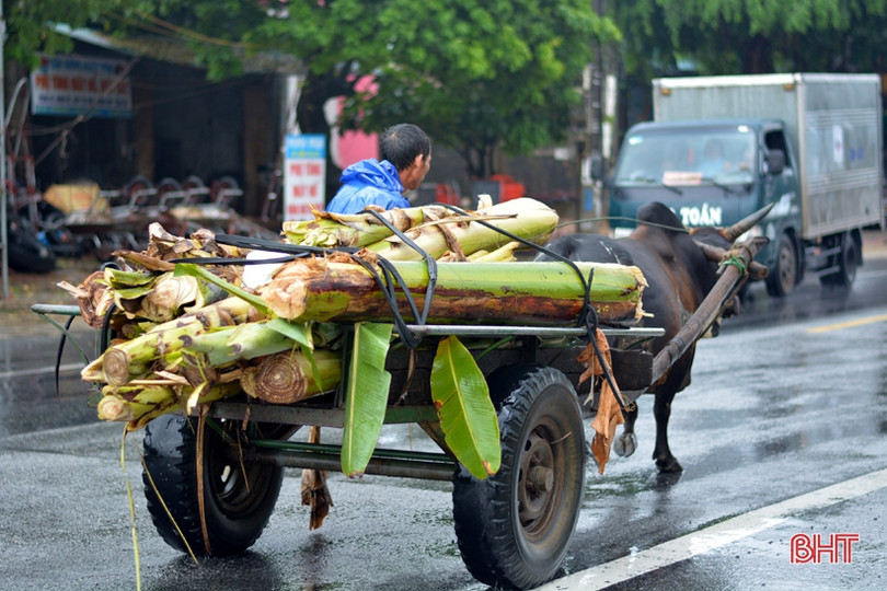 Mưu sinh ngày mưa ở Hà Tĩnh...