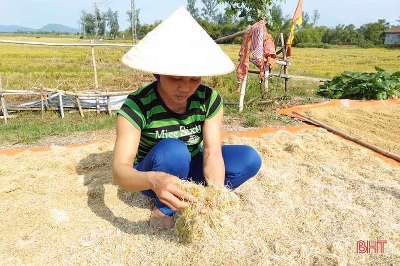 Nông dân Hà Tĩnh sau mưa lũ: Một ngày nắng bằng vạn ngày mưa