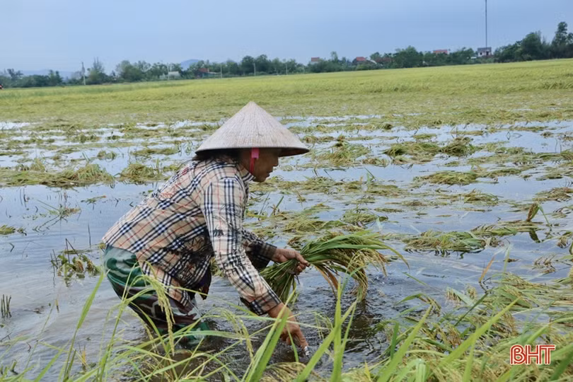 Nông dân Hà Tĩnh bì bõm gặt lúa ngập sâu trong nước lũ