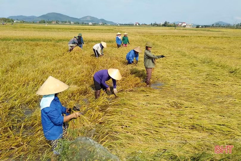 Nông dân Hà Tĩnh sau mưa lũ: Một ngày nắng bằng vạn ngày mưa