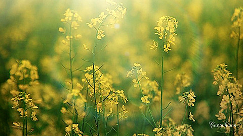 Màu của nắng thu