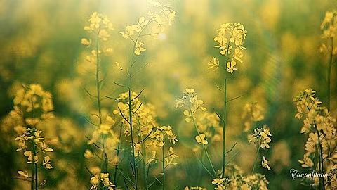 Màu của nắng thu