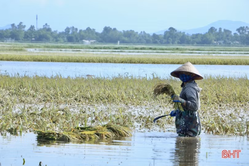 Nông dân Hà Tĩnh bì bõm gặt lúa ngập sâu trong nước lũ