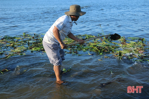 Người dân xã Cẩm Nhượng vớt bèo tây, rác thải dọc tuyến kè biển sau mưa bão