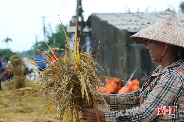 Nông dân Cẩm Xuyên “đắng lòng” nhìn lúa nảy mầm, vườn mẫu tan hoang