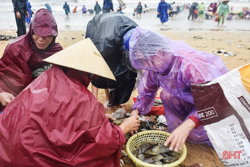 Gần 1 tấn sò vẹm dạt bờ, người dân Cẩm Nhượng thi nhau ra vớt