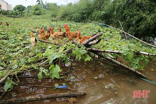 Nông dân Cẩm Xuyên “đắng lòng” nhìn lúa nảy mầm, vườn mẫu tan hoang