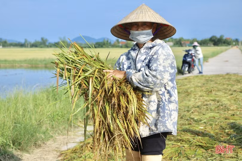 Nông dân Hà Tĩnh bì bõm gặt lúa ngập sâu trong nước lũ