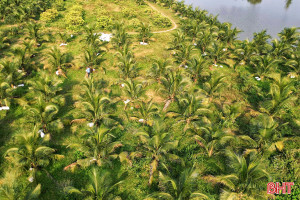 Mát xanh những vườn dừa đậm chất miền Tây ở Hà Tĩnh