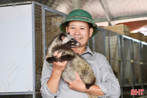 Liên kết nuôi chồn hương giúp người dân Đức Thọ nâng cao thu nhập
