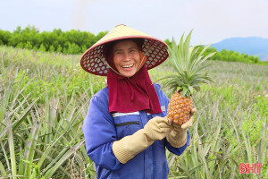 Vùng trồng dứa liên kết cho thu hoạch lứa đầu tiên tại Hà Tĩnh