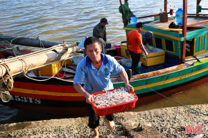 Hải sản tiêu thụ tốt, tiếp thêm động lực cho ngư dân Hà Tĩnh bám biển