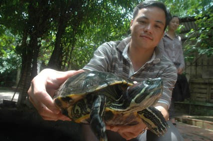 Hiện nay ở Nghệ An, Hà Tĩnh rùa tai đỏ đã xuất hiện ở một số điểm kinh doanh cá cảnh