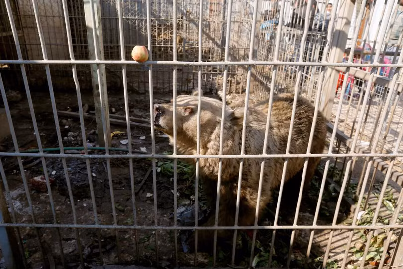 photo dong vat bi bo doi den chet trong so thu o mosul