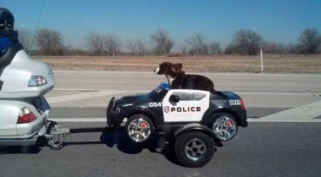 nga ngua voi nhung hinh anh kho do tren pho