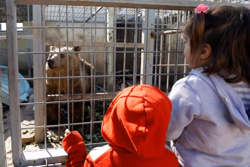 photo dong vat bi bo doi den chet trong so thu o mosul